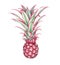 Mini pink pineapple isolated on white background. Watercolor illustration.