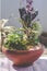 Mini plant terrarium in a clay pot