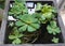 Mini Pond Fish with water plants