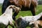 Mini-pony stallion with his herd