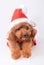 Mini Poodle dressed as Santa