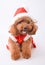 Mini Poodle dressed as Santa