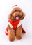 Mini Poodle dressed as Santa