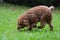 Mini Poodle Sniffing the Grass