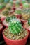 Mini Potted Golden Barrel Cactus with Rows of Succulent Plants in Background