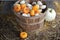 Mini Pumpkins in a Bushel Basket