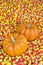 Mini Pumpkins in Candy Corn