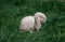Mini rabbit dutch ram sit and sleep on a green grass