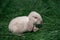 Mini rabbit dutch ram sitting on a green grass