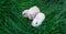 Mini rabbits - dutch ram and hotot sit on a green grass