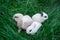 Mini rabbits - dutch ram and hotot sit on a green grass