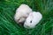 Mini rabbits - dutch ram and hotot sit on a green grass