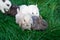 Mini rabbits - dutch ram and hotot sit on a green grass