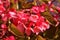 Mini red begonia