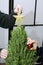 Mini Rosemary Christmas Tree being Decorated with Gold Star Ornaments in Studio with a Gold Star