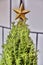 Mini Rosemary Christmas Tree in Studio with a Gold Star