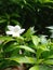Mini& x27;s jasmine Flower in garden