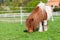 Mini Shetlandpony on a green meadow