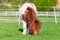 Mini Shetlandpony on a green meadow