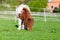 Mini Shetlandpony on a green meadow