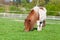 Mini Shetlandpony on a green meadow