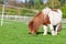 Mini Shetlandpony on a green meadow