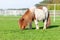 Mini Shetlandpony on a green meadow