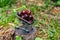 Mini shoppingcart full of fresh red ripe cherries on green background