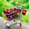 Mini shoppingcart with red ripe cherries