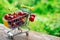 Mini shoppingcart with red ripe cherries