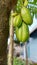 Mini starfruit or belimbing wuluh at the tree