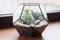 Mini succulent garden in glass terrarium on wooden windowsill. Succulents with sand and rocks in glass box. Home