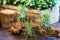 Mini succulent garden on wooden snag
