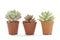 Mini succulent houseplant pots