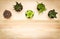 Mini succulent plants on wooden background