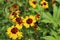 Mini Sunflowers in the Garden