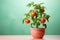 Mini Tomato Magic: Potted Plant Perfection