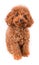 Mini Toy Poodle with Golden Brown Fur on a white background