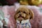 Mini Toy Teacup Poodle in clothes sitting at home