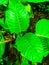 Mini tree leaf - nature photo