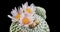 Mini-White Flower Timelapse of Blooming Cactus Opening