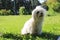 mini white fluffy dog sitting on a green lawn