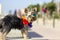 A mini Yorkshire terrier with sunglasses and Hawaiian wreath standing on a stone bench on the beach outside. Dog looking at camera