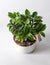 Mini Zamioculcas. Green house flower in a pot. Grow flowers in the garden. Floriculture. Green leaves. Flora background.