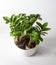 Mini Zamioculcas. Green house flower in a pot. Grow flowers in the garden. Floriculture. Green leaves. Flora background.