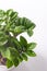Mini Zamioculcas. Green house flower in a pot. Grow flowers in the garden. Floriculture. Green leaves. Flora background.