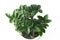 Mini Zamioculcas. Green house flower in a pot. Grow flowers in the garden. Floriculture. Green leaves. Flora background.