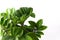 Mini Zamioculcas. Green house flower in a pot. Grow flowers in the garden. Floriculture. Green leaves. Flora background.