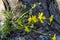 Miniature Alabama Wildflower Bouquet On Tree Bark