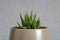 Miniature aloe Pearl Plant growing in vase centered on clean background